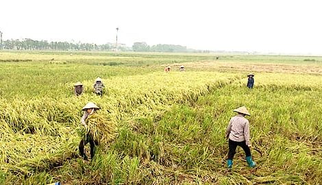 Uỷ ban nhân dân tỉnh triển khai công tác ứng phó với bão số 7 (bão Sarika)