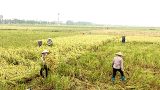 Uỷ ban nhân dân tỉnh triển khai công tác ứng phó với bão số 7 (bão Sarika)