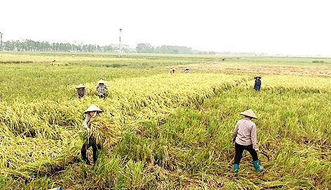 Uỷ ban nhân dân tỉnh triển khai công tác ứng phó với bão số 7 (bão Sarika)