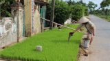 Nam Định: 23.100ha lúa phải gieo cấy lại