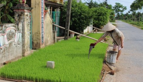 Nam Định: 23.100ha lúa phải gieo cấy lại