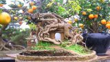 Nam Trực: Cây quất ‘khổng lồ’