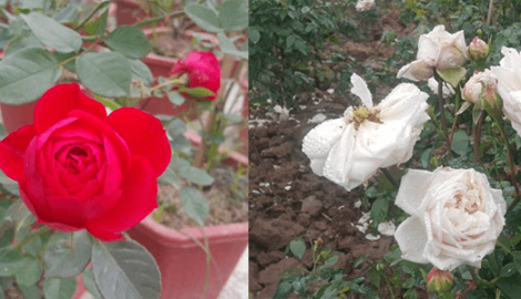 Nam Trực: Chăm hoa bán Tết: Đảm đang chăm vườn hoa hồng kiếm Tết