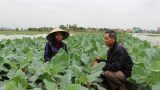 Rau sạch Yên Dương, Ý Yên: Ngon tại giống, sạch tại tâm