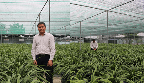 Mỹ Lộc: Đáng nể vườn địa lan Hoàng Vũ đạt kỷ lục lớn nhất nước