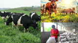 Ý Yên: Ứng dụng công nghệ sinh học chế biến thức ăn chăn nuôi từ dược liệu