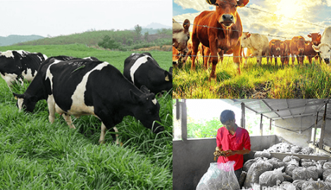 Ý Yên: Ứng dụng công nghệ sinh học chế biến thức ăn chăn nuôi từ dược liệu