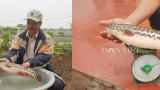 Nghĩa Hưng: Nuôi cá lóc bông chỉ cần a-lô “thượng đế” tự đến trả tiền Nghĩa Hưng: Nuôi cá lóc bông chỉ cần a-lô “thượng đế” tự đến trả tiền