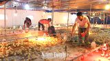 Nghĩa Hưng: Chủ động phòng, chống rét bảo vệ đàn gia súc, gia cầm