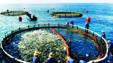 Nam Định nỗ lực tái tạo và bảo vệ nguồn lợi thủy sản