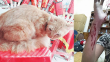Chàng trai Nam Định bị mèo cưng cào rách tay cảnh báo dân mạng