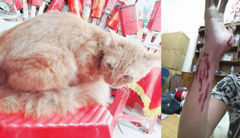 Chàng trai Nam Định bị mèo cưng cào rách tay cảnh báo dân mạng