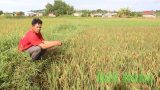 Vụ Hè Thu tại Bắc Bộ bị thiệt hại nhiều nhất trong 8 năm qua