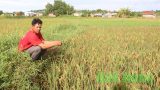 Vụ Hè Thu tại Bắc Bộ bị thiệt hại nhiều nhất trong 8 năm qua