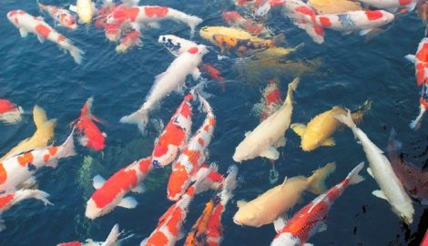 Video: Mục sở thị nuôi cá koi trên sông Hồng bỏ túi hàng tỷ đồng
