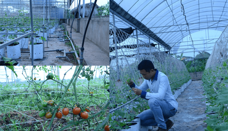 Mỹ Lộc: GĐ Cty TNHH Nông nghiệp Hải Đăng làm giàu từ nông nghiệp tại quê nhà