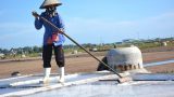 Vực dậy nghề muối Nam Định
