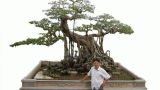 Cây sanh quý đại gia “khao khát” trả hơn 1 tỷ không bán Cây sanh quý đại gia “khao khát” trả hơn 1 tỷ không bán