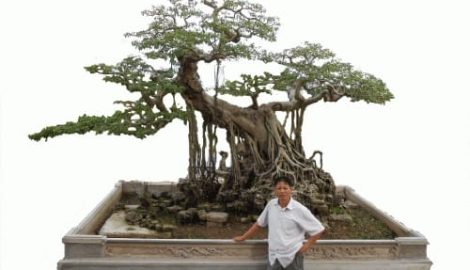 Cây sanh quý đại gia “khao khát” trả hơn 1 tỷ không bán