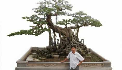 Cây sanh quý đại gia “khao khát” trả hơn 1 tỷ không bán