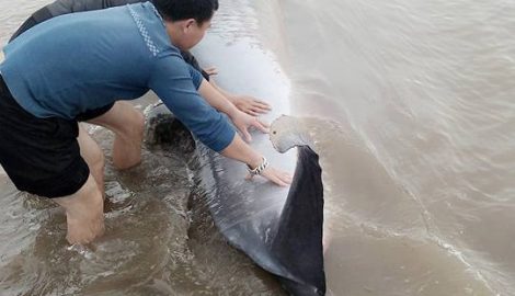 Cá voi dạt vào bờ được đưa lại biển – Nam Định
