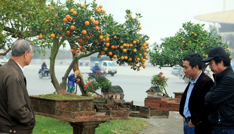 Nam Định: Đẹp mê hồn, quất tiểu cảnh cây đa giếng nước sân đình