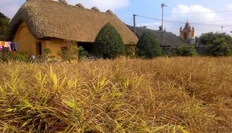 Những ngôi nhà mái rạ ở “thủ phủ” gạo tám