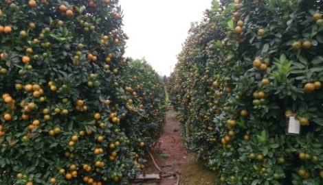 Mãn nhãn với vườn quất tiền tỷ ở ‘thủ phủ’ cây cảnh miền Bắc