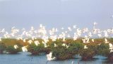 Nam Định – Vườn Quốc Gia Xuân Thủy Nam Định – Vườn Quốc Gia Xuân Thủy