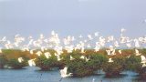 Nam Định – Vườn Quốc Gia Xuân Thủy