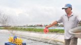 Nam Định: Giàu to nhờ nuôi tôm bằng chế phẩm sinh học Nam Định: Giàu to nhờ nuôi tôm bằng chế phẩm sinh học
