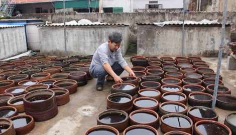 Nước mắm Giao Châu