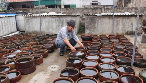 Nước mắm Giao Châu