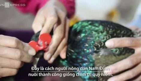 Giao Thủy: Nuôi chim trĩ ‘đeo kính’ thu lãi 300 triệu mỗi năm