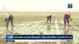 Trực Ninh: 400.000 đồng/ngày công vẫn không có người cấy lúa