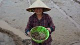 Nam Định: Nông dân dầm bùn diệt ‘giặc’ ốc bươu vàng