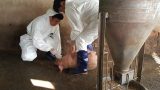 Nam Định ‘phòng thủ’ dịch tả lợn châu Phi