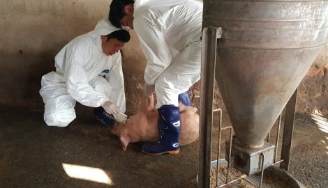 Nam Định ‘phòng thủ’ dịch tả lợn châu Phi
