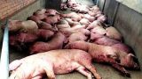 Nam Định: Thêm huyện Hải Hậu xuất hiện dịch tả lợn châu Phi