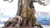 Nam Định: Cây khế cổ thụ trăm tuổi giá gần nửa tỷ đồng đẹp miễn chê