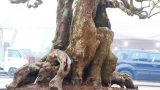 Nam Định: Cây khế cổ thụ trăm tuổi giá gần nửa tỷ đồng đẹp miễn chê Nam Định: Cây khế cổ thụ trăm tuổi giá gần nửa tỷ đồng đẹp miễn chê