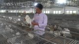 Nam Định: Giám đốc trẻ ở làng nuôi thỏ bán cho công ty Nhật