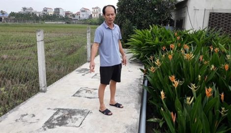 Những chú lợn sống giữa ‘rừng hoa’, tắm bằng thảo dược, nghe nhạc trữ tình