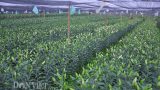 Trồng cây gì bán Tết: Bộ ba trai họ Bùi thu 10 tỷ/năm nhờ loài hoa đẹp nhất thế giới