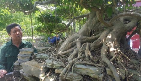 Nam Định: Lần đầu xuất hiện siêu phẩm cây sanh vừa lên thẳng, lại nằm ngang giá nửa tỷ