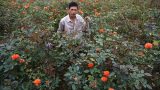 Về làng hoa lớn nhất Tỉnh Nam Định