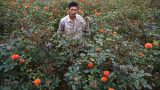 Về làng hoa lớn nhất Tỉnh Nam Định