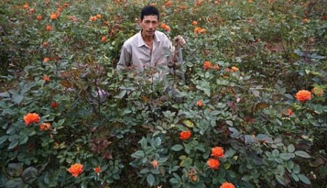 Về làng hoa lớn nhất Tỉnh Nam Định