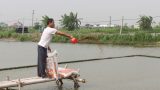 Nam Định: Cá đặc sản toàn con to bự phải nằm im lìm dưới ao, bán không ai mua, nông dân tính nuôi “giãn cách”