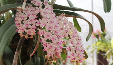 “Độc lạ” chậu lan rừng trả trăm triệu không bán của đại gia Nam Định